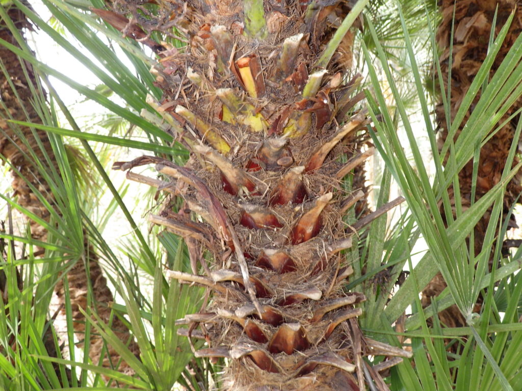 Bark of the Japanese fan palm