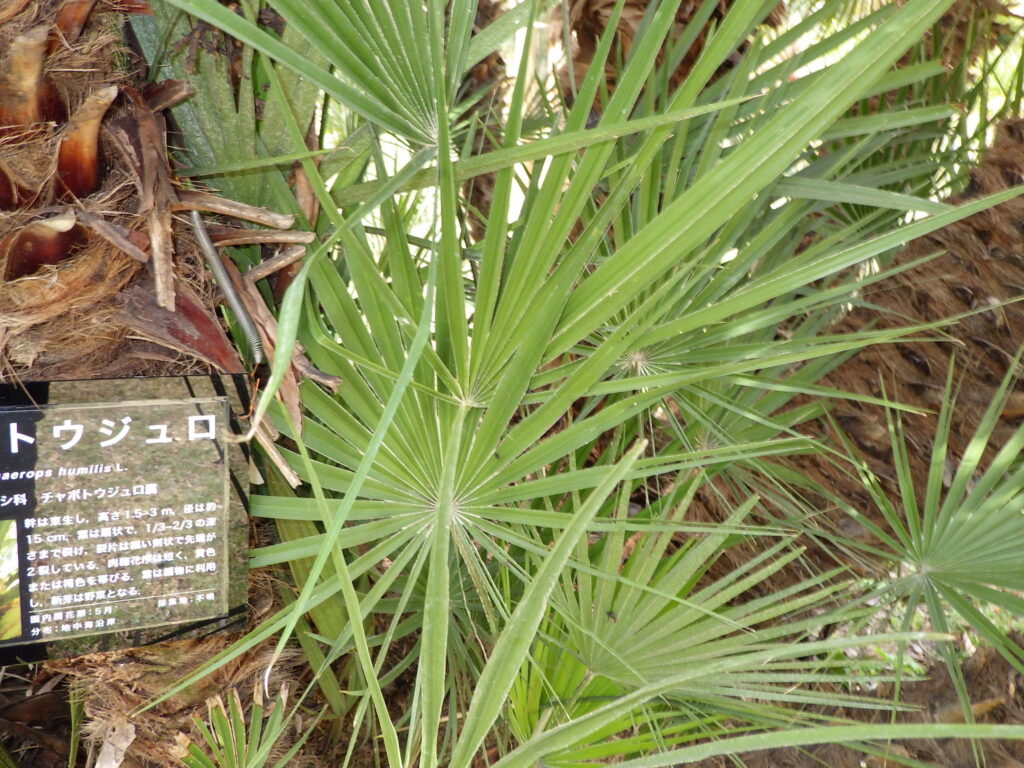 Leaves of the Japanese fan palm