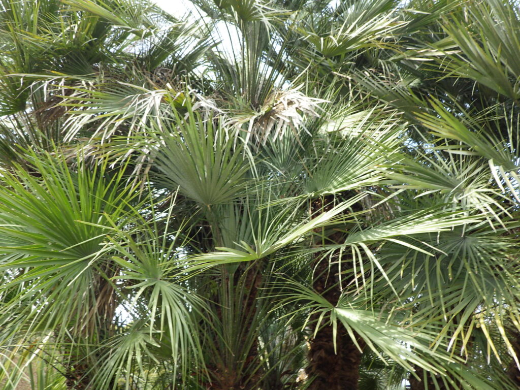 Tree shape of the Japanese fan palm