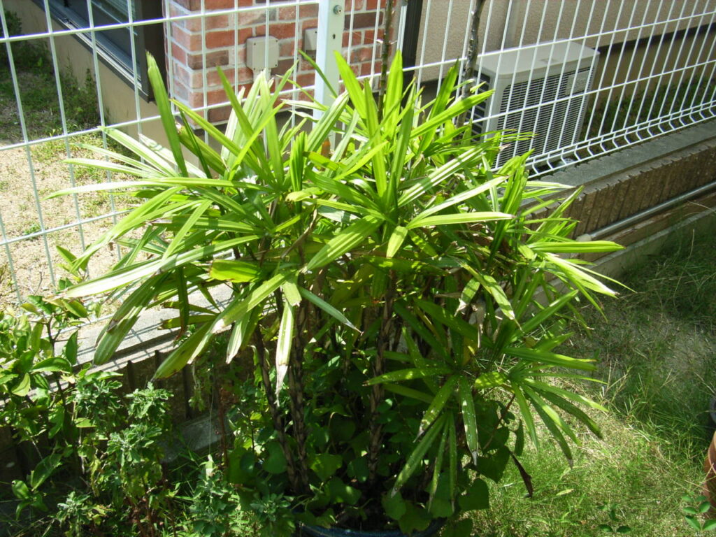 The shape of the Rhapis excelsa tree