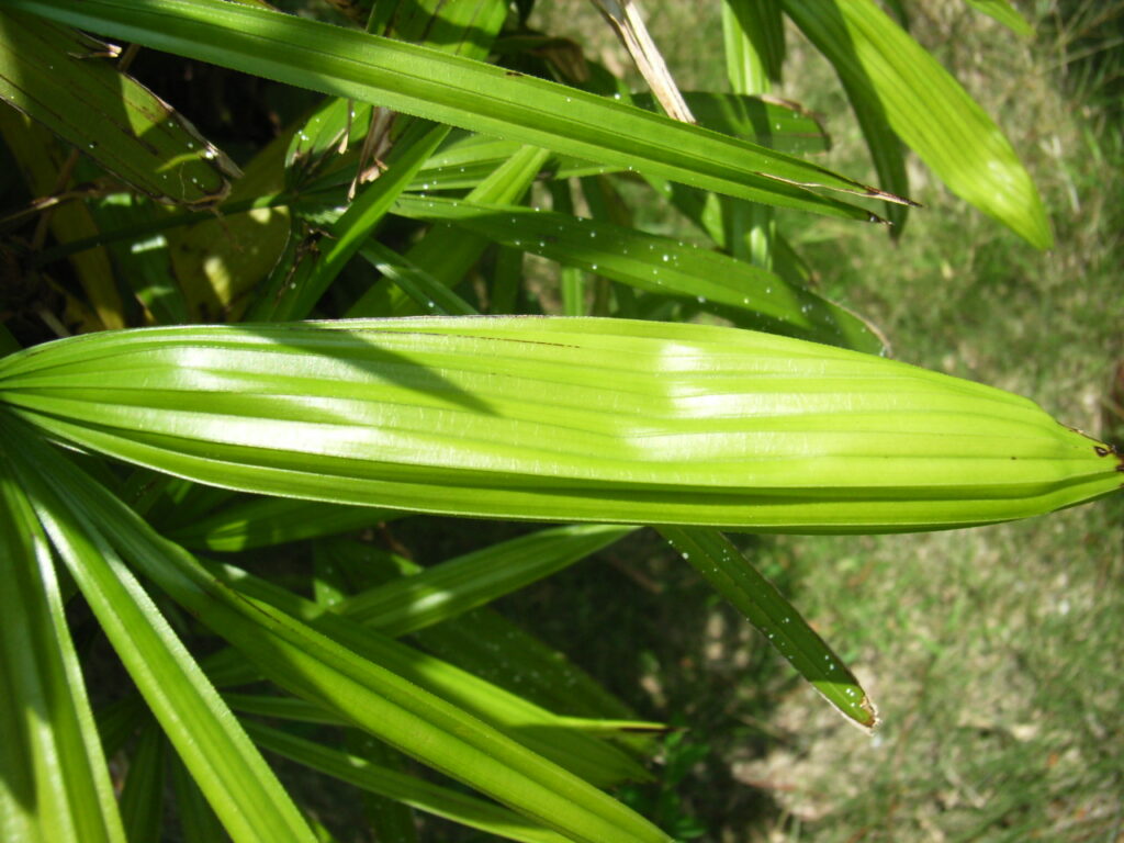 Rhapis excelsa leaves