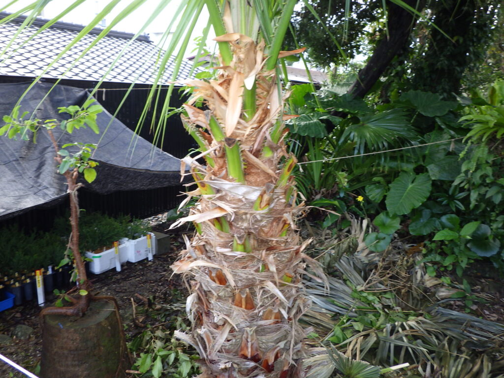 Livistona palm bark