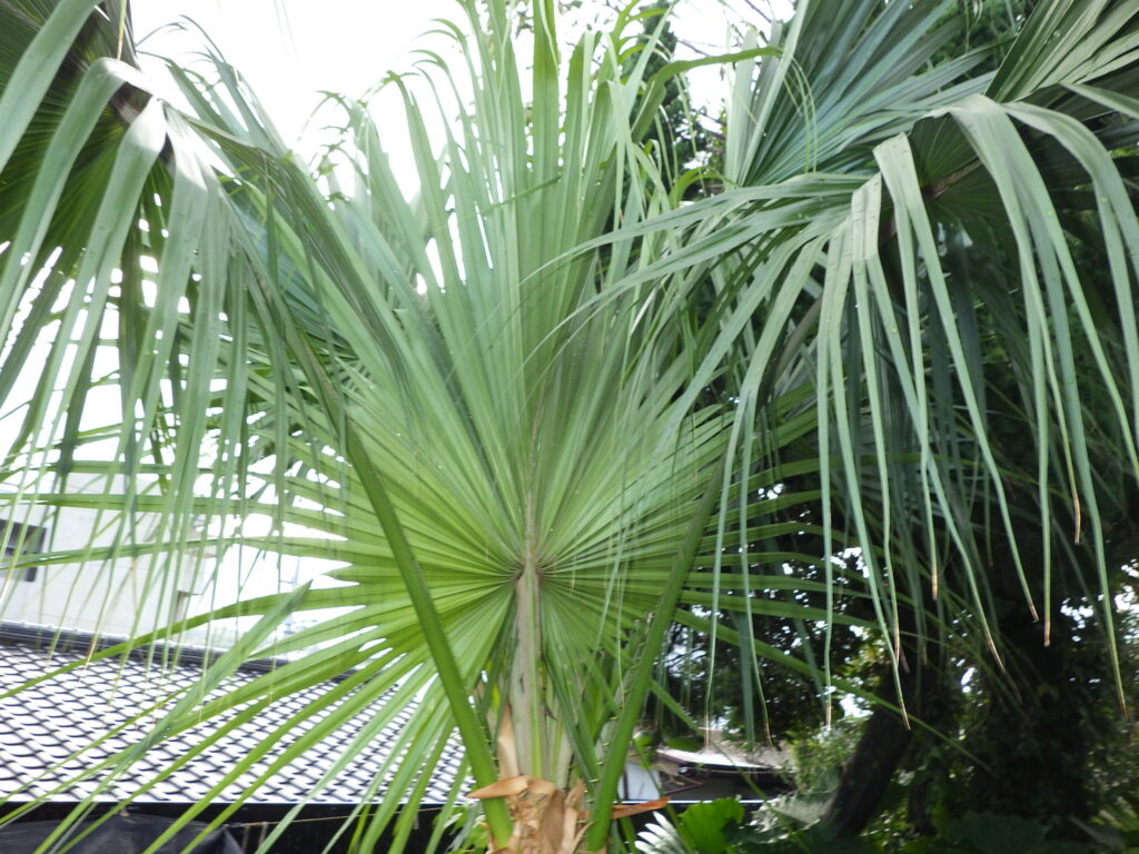 Livistona leaves