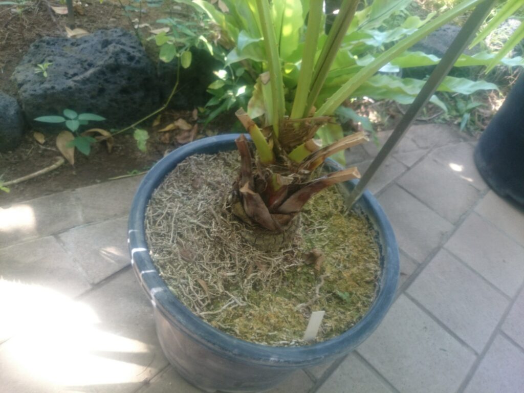 Bark of the Ogasawara palm
