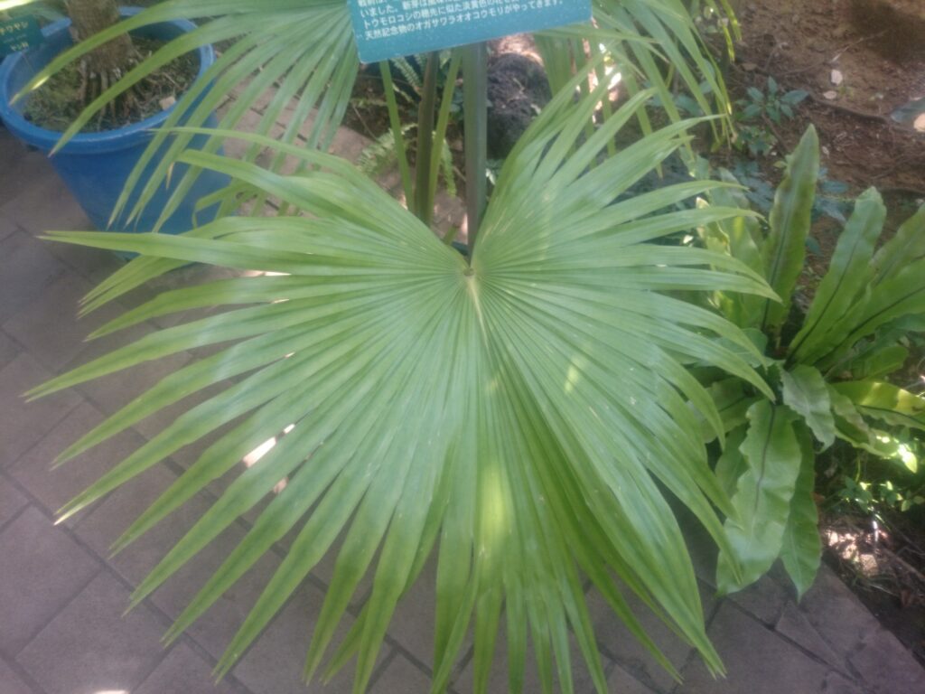 Leaves of the Ogasawara palm