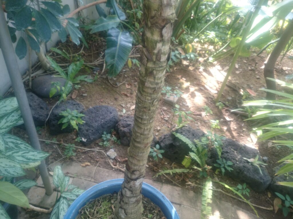 Prickly pear palm bark