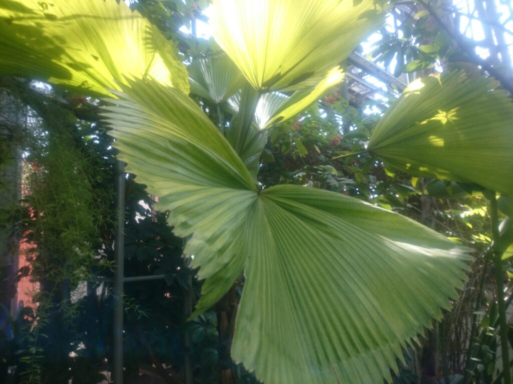 Upper surface of a prickly pear palm leaf