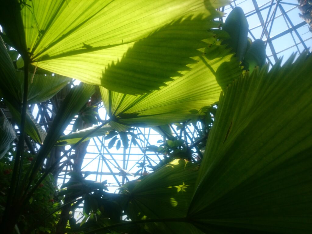 Underside of a prickly pear palm leaf