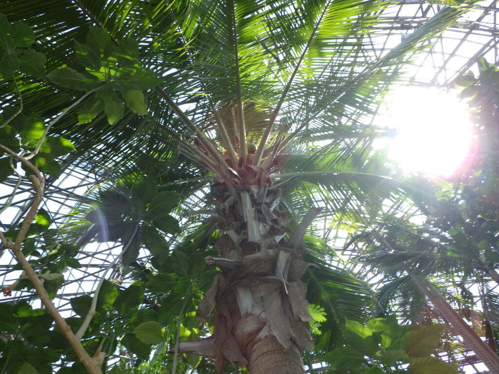 Coconut palm tree shape