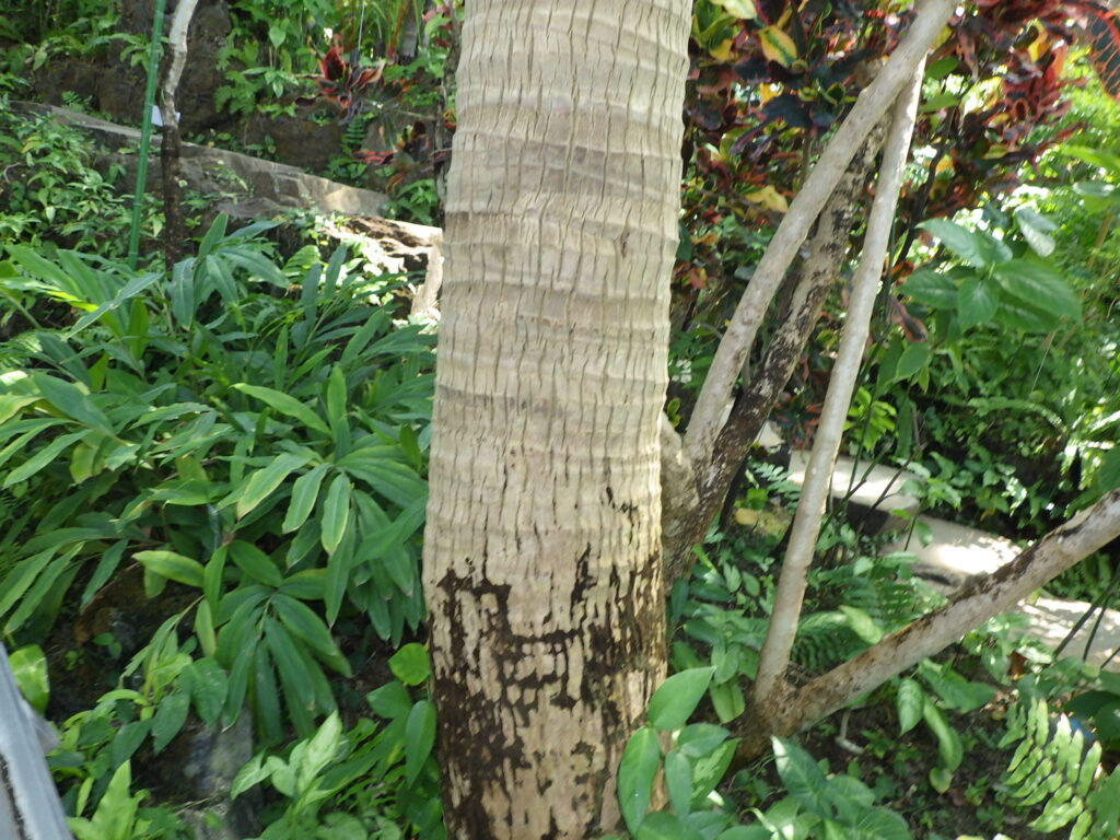 Coconut tree bark