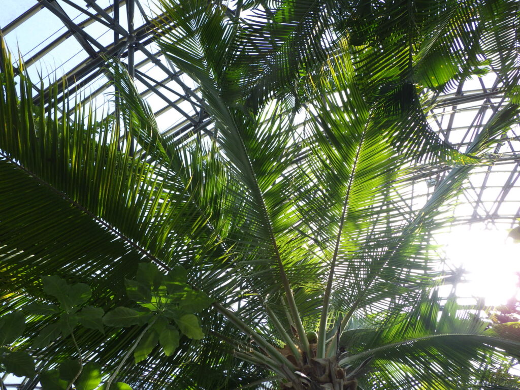 Upper surface of coconut palm leaves
