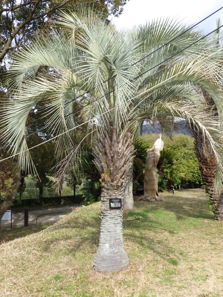 Brazilian palm tree shape