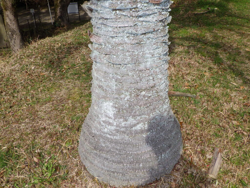 Brazilian palm bark