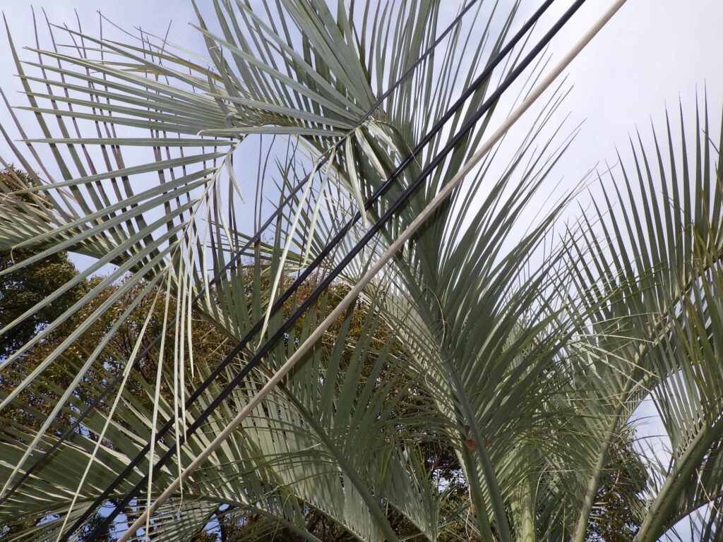 Brazilian palm leaves
