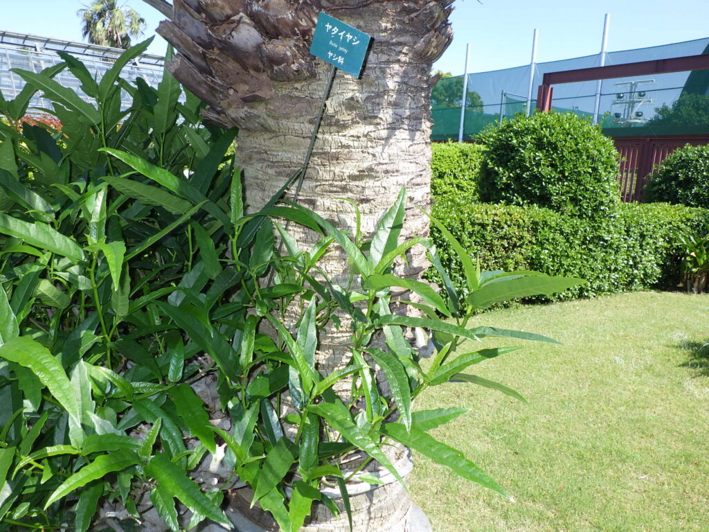Yatay oak bark