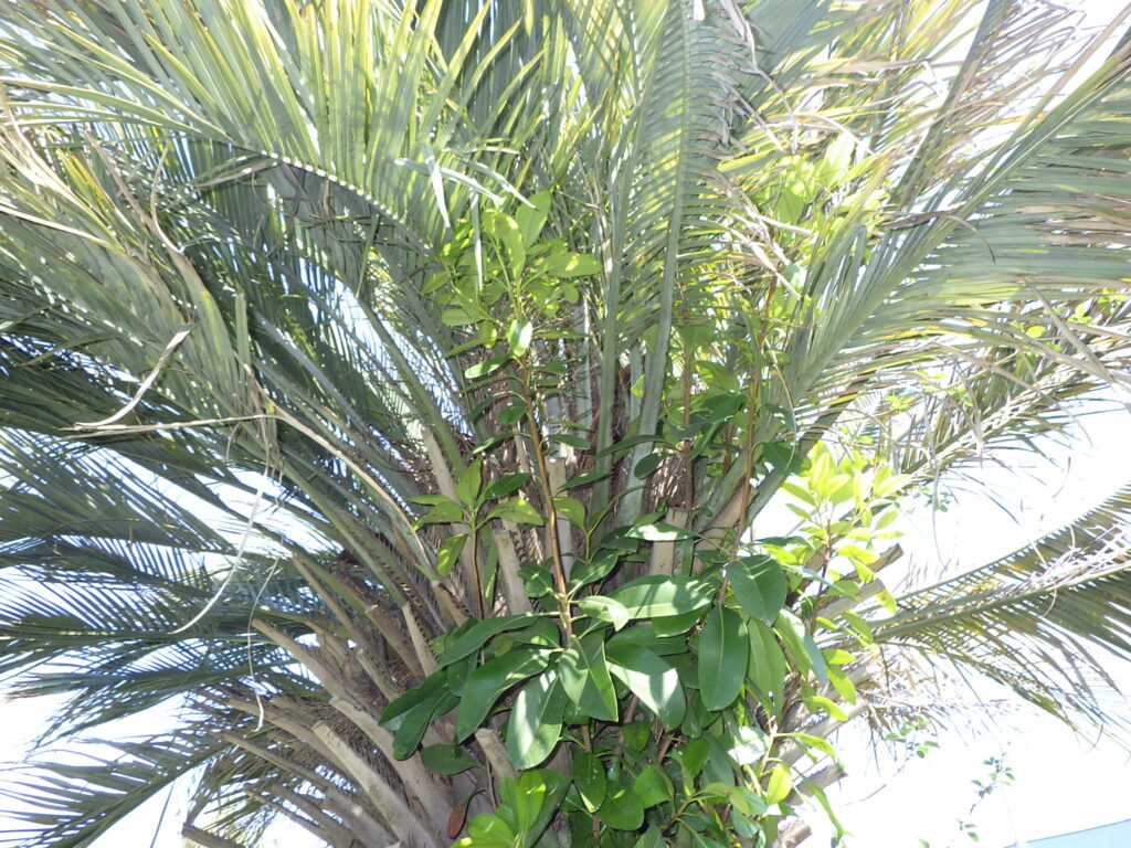 Yatay oak leaves