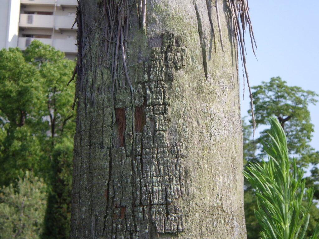 Bark of the Japanese snowbell tree