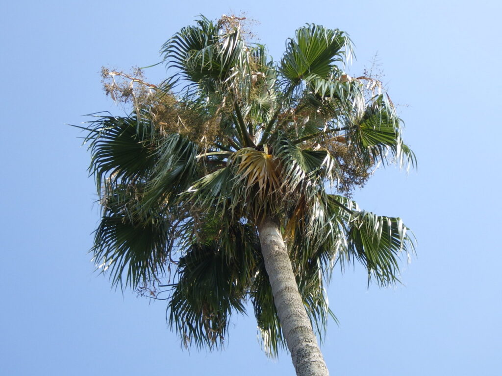 Giant tangerine leaves