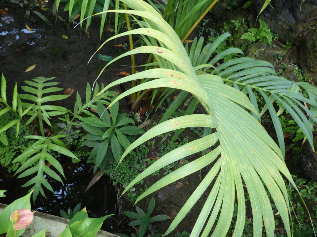 Nipa palm leaves