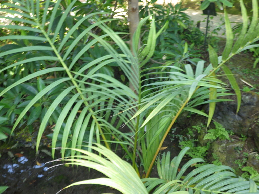 Nipa palm leaves