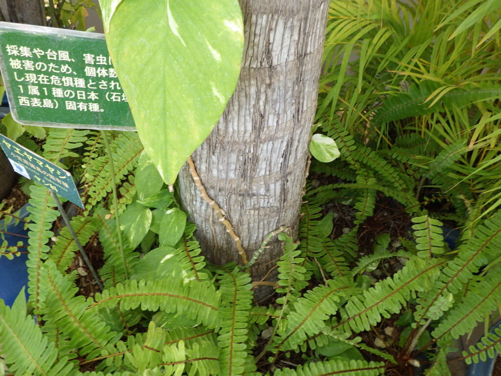 Yaeyama palm bark