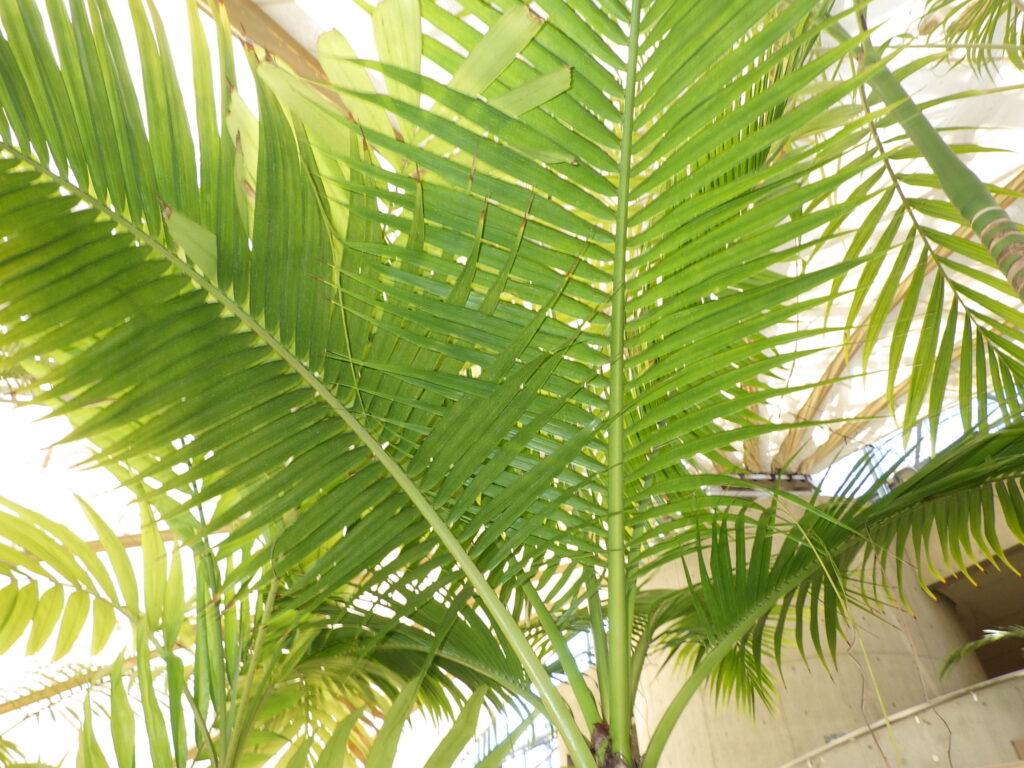 Yaeyama palm leaves
