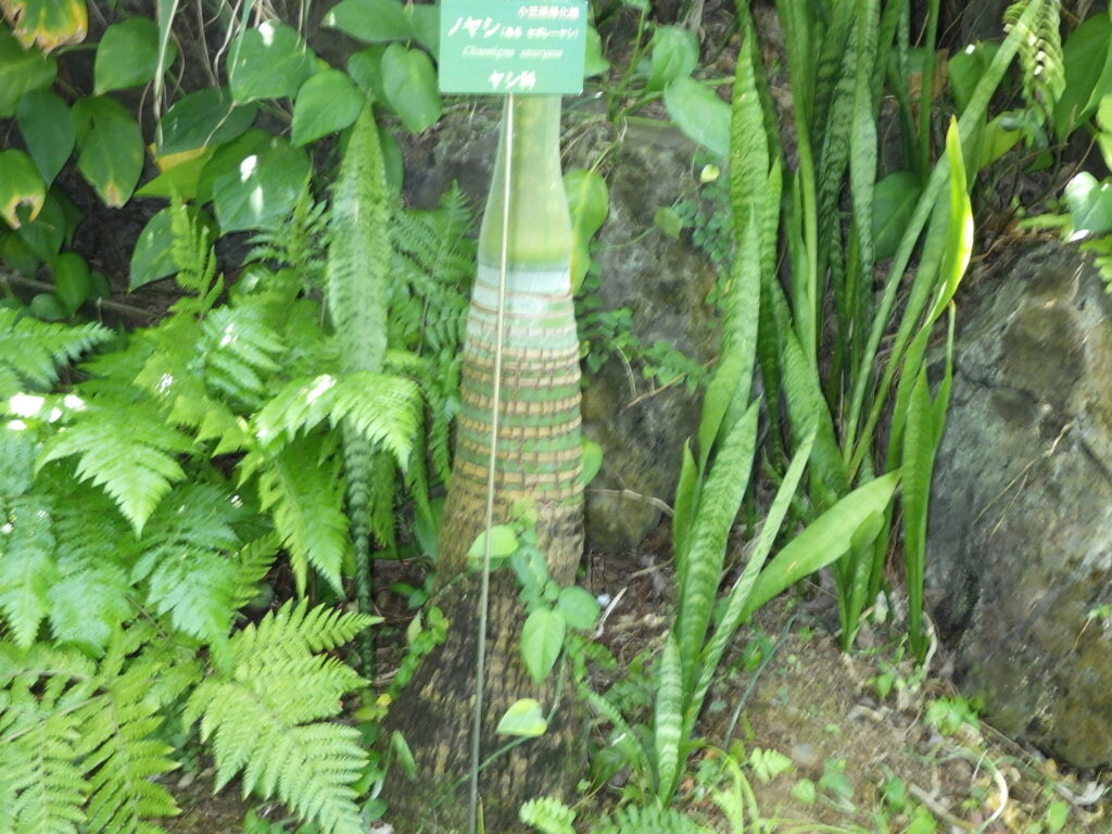 Bark of the Japanese palm