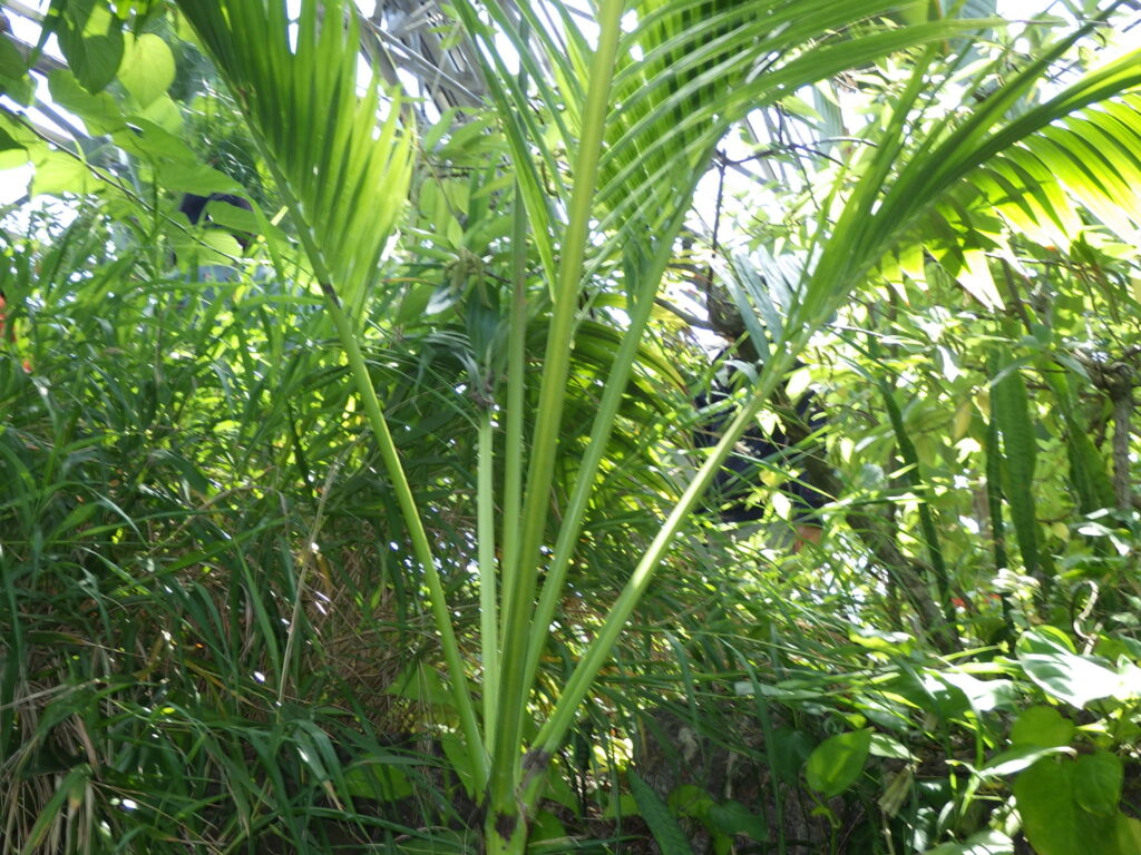 Palm leaves