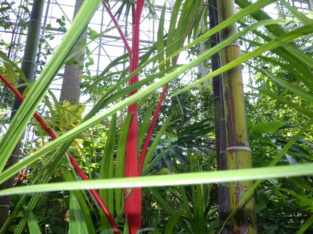 Leaf stalk of the red palm