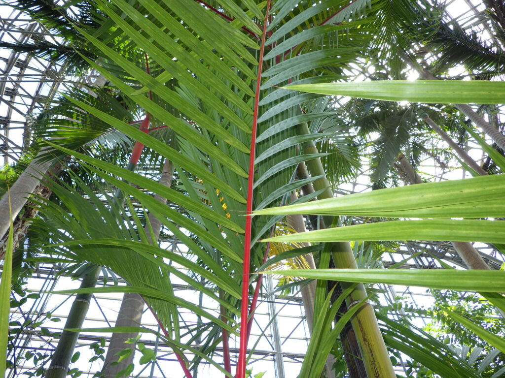 Leaf of the red palm