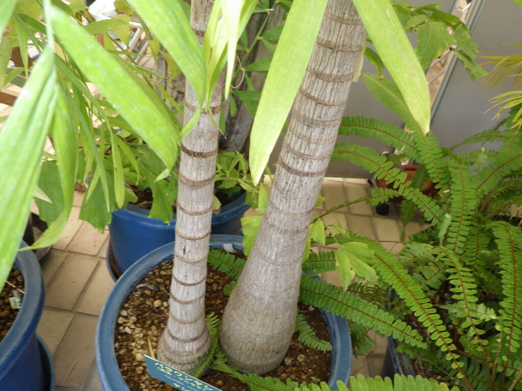 Manila palm bark
