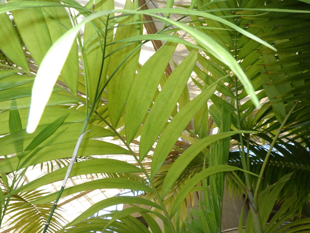 Manila palm leaves