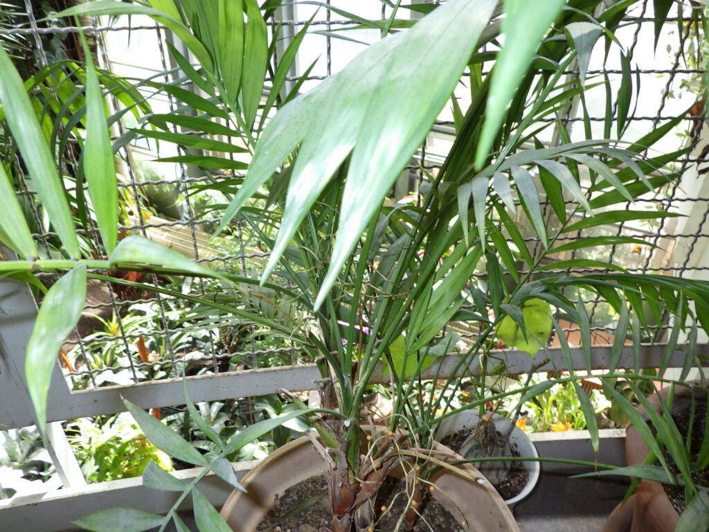 Areca palm tree shape