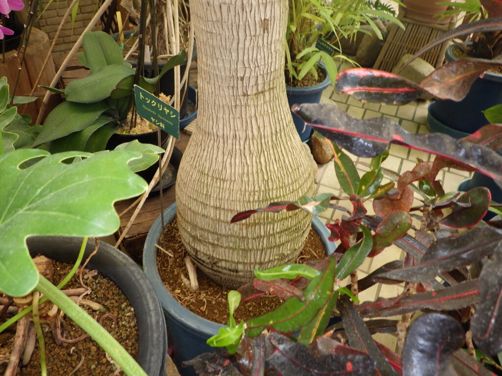 Bottle palm bark