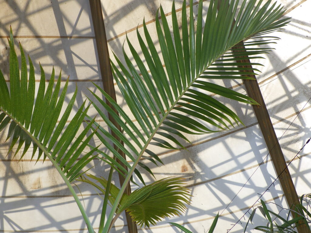 Bottle palm leaves