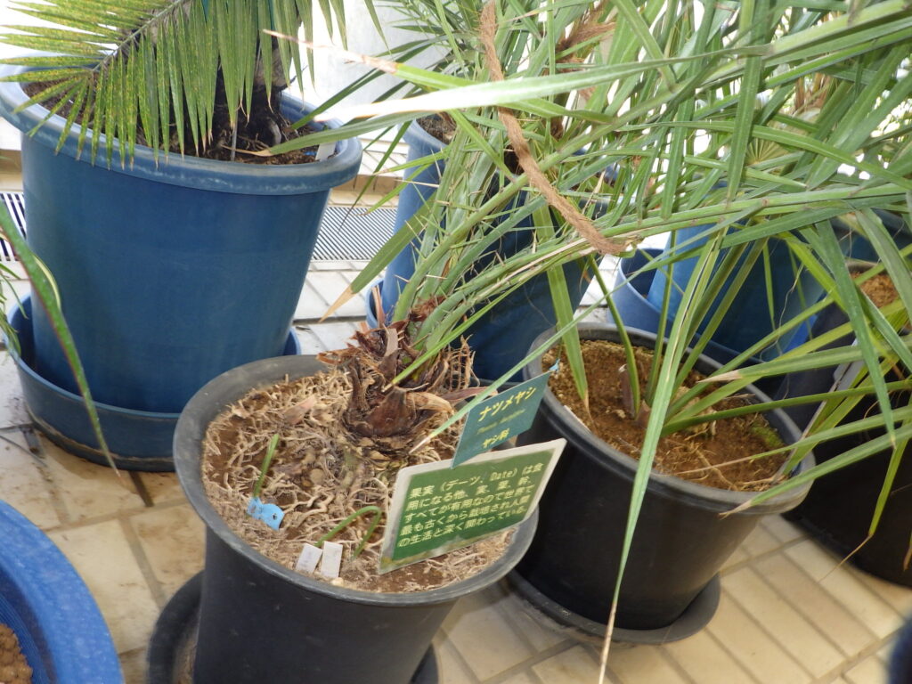 Date palm bark
