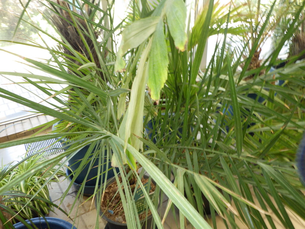 Date palm leaves