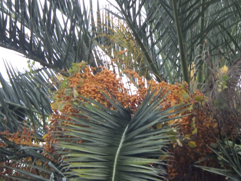 Canary Island Date Palm Fruit