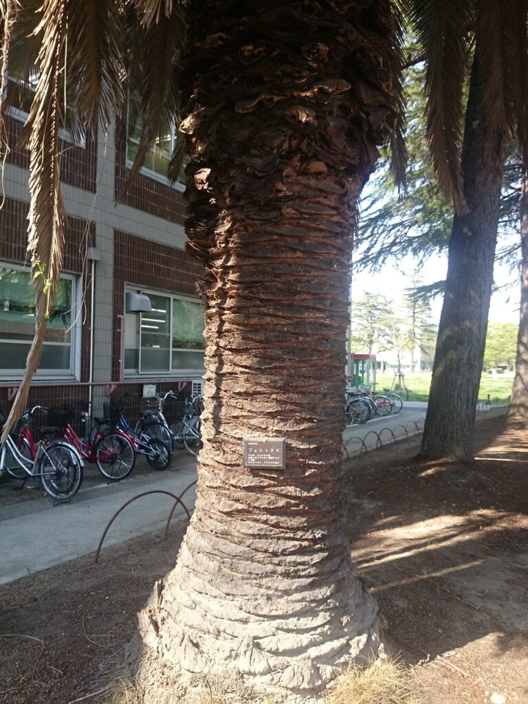 Canary Island Date Palm Bark