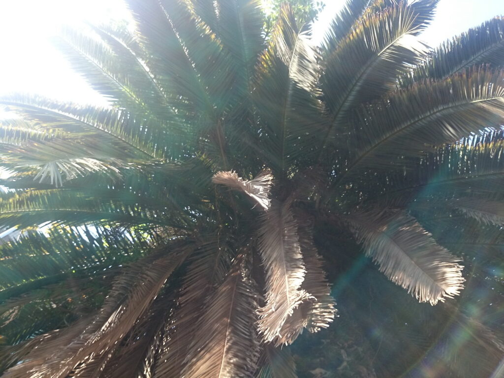 Canary Island Date Palm leaves