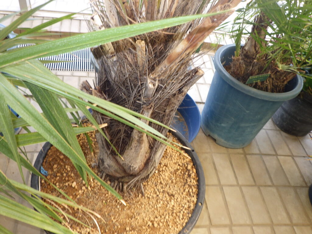 Sugar palm bark