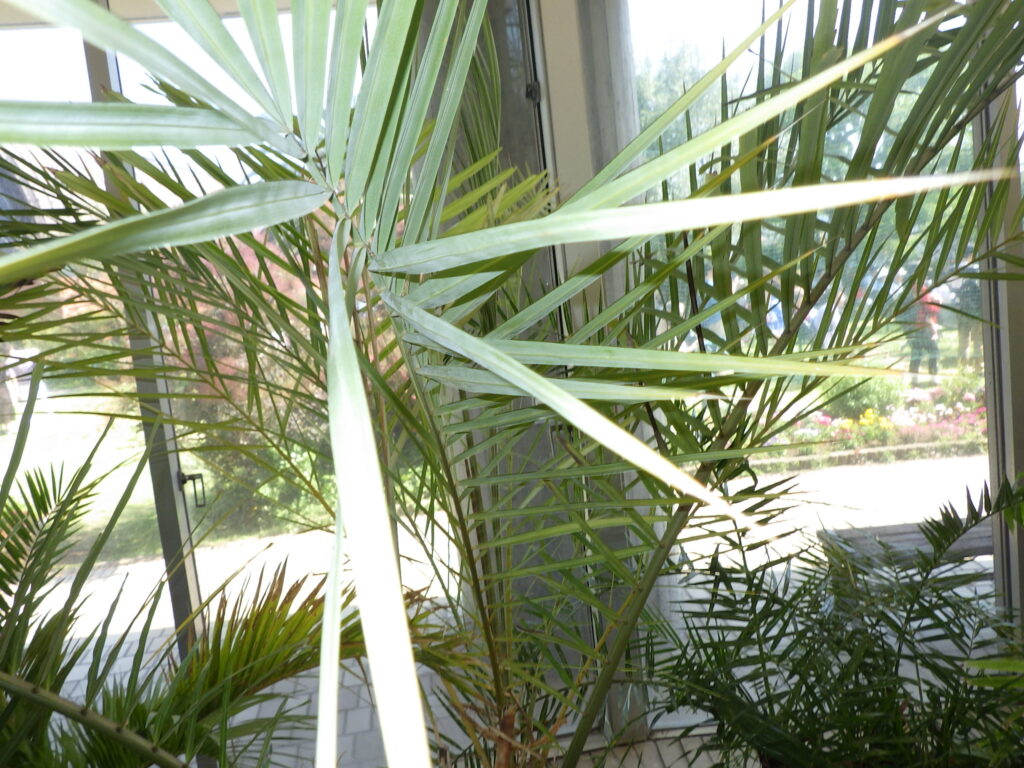 Sugar palm leaves