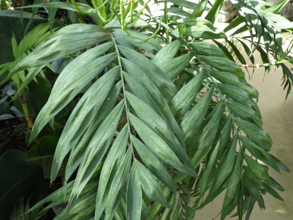 Table palm leaves