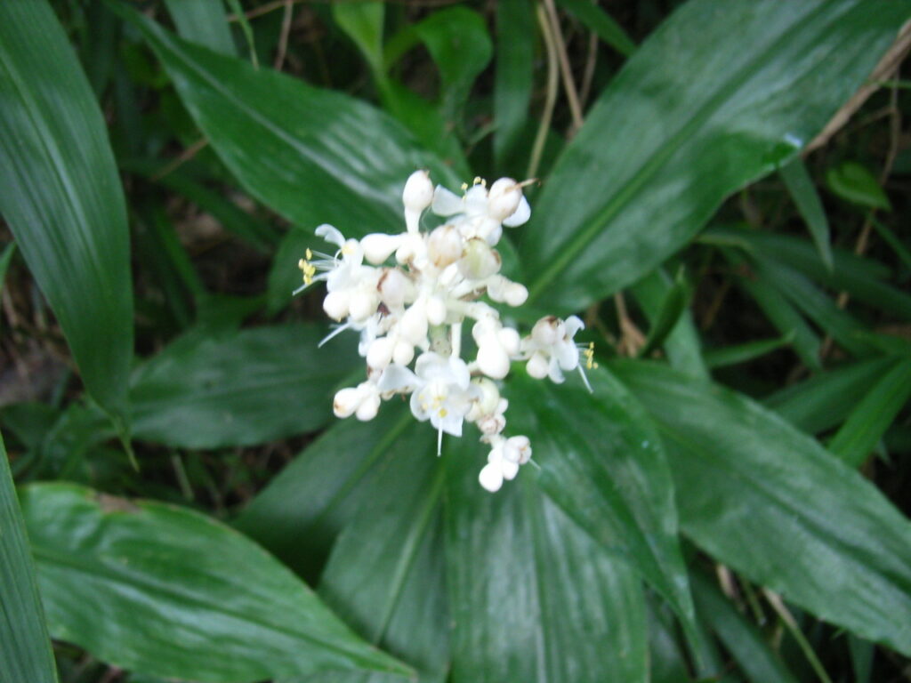 ヤブミョウガの花