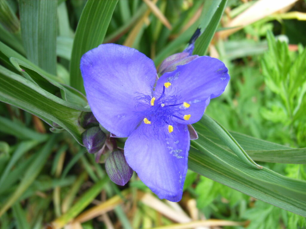 ムラサキツユクサの花