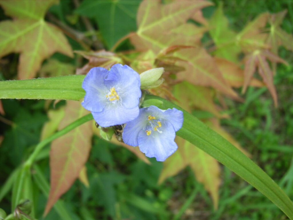 ヌマムラサキツユクサの花