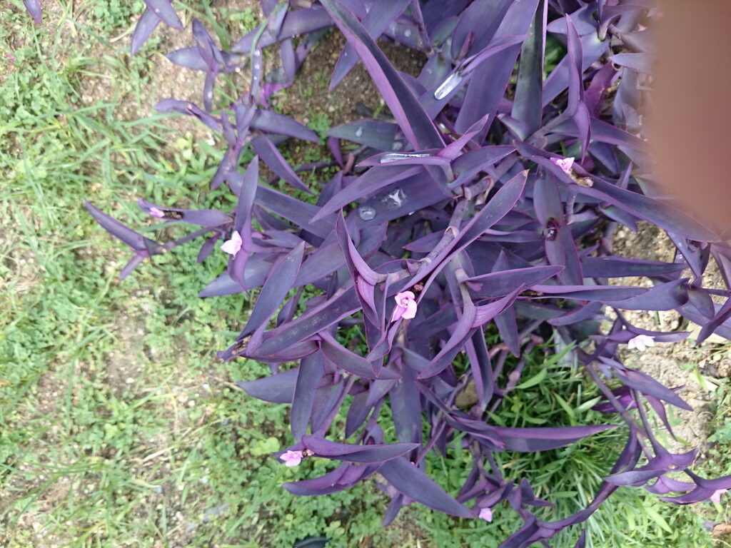 ムラサキオオツユクサの花