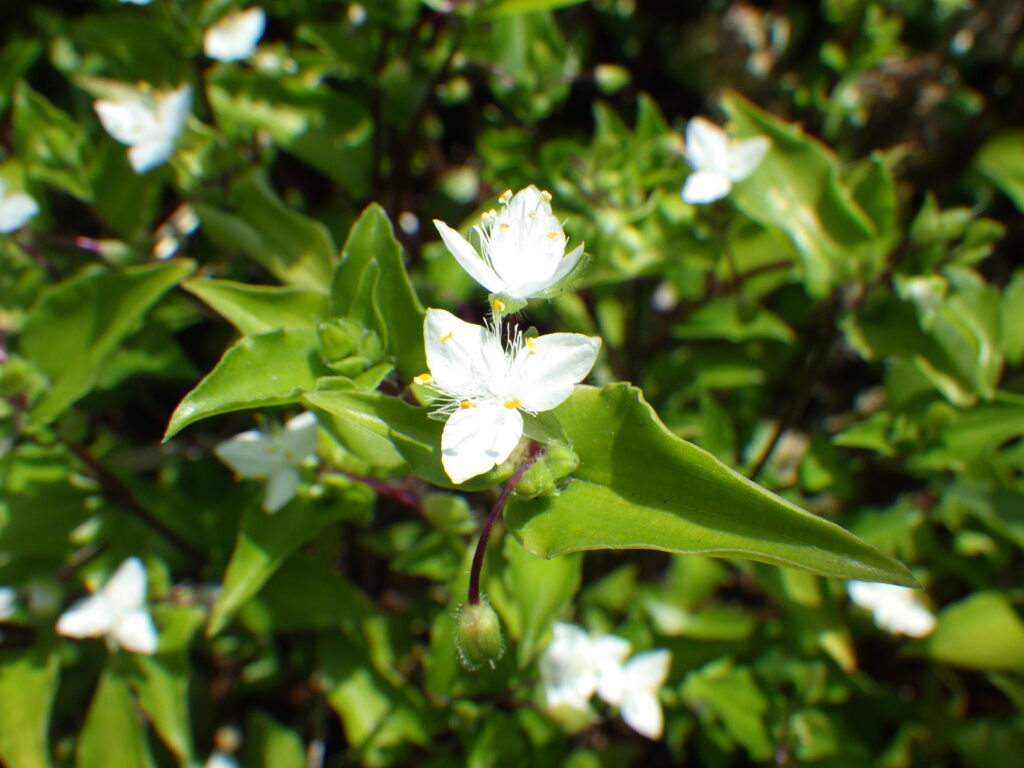 ノハカタカラクサの花