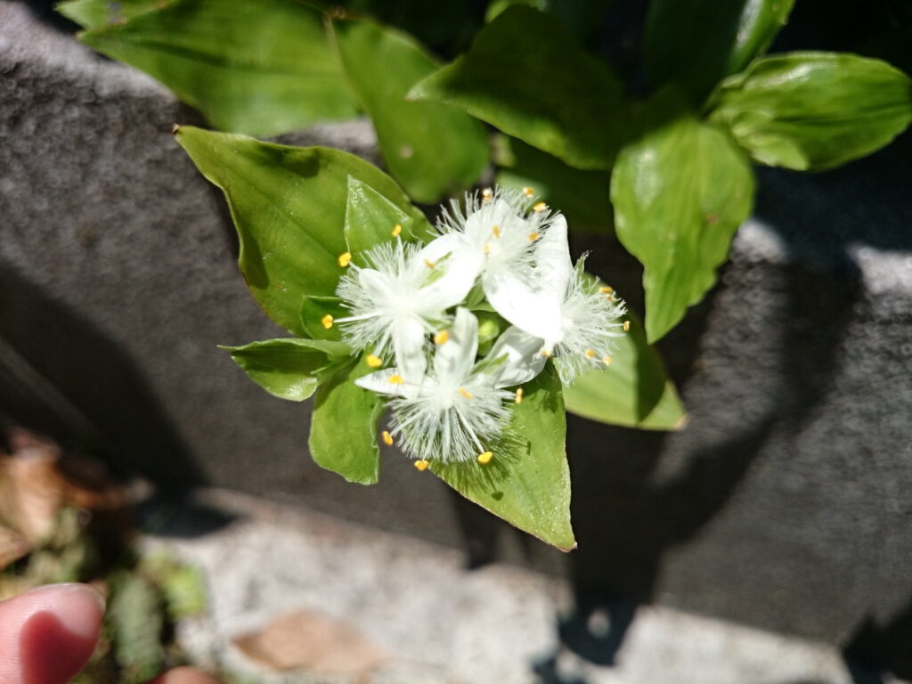 ミドリハカタカラクサの葉下面