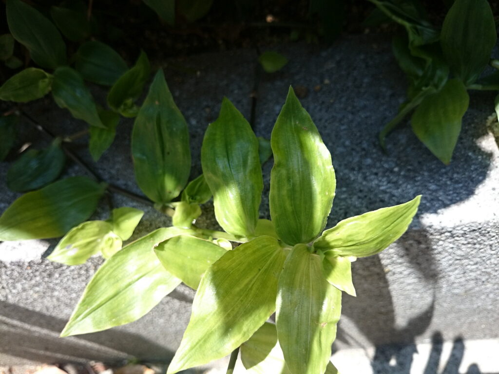 ミドリハカタカラクサの葉上面